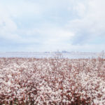 2013-phytolab_nantes-st-nazaire_eau-paysages_home