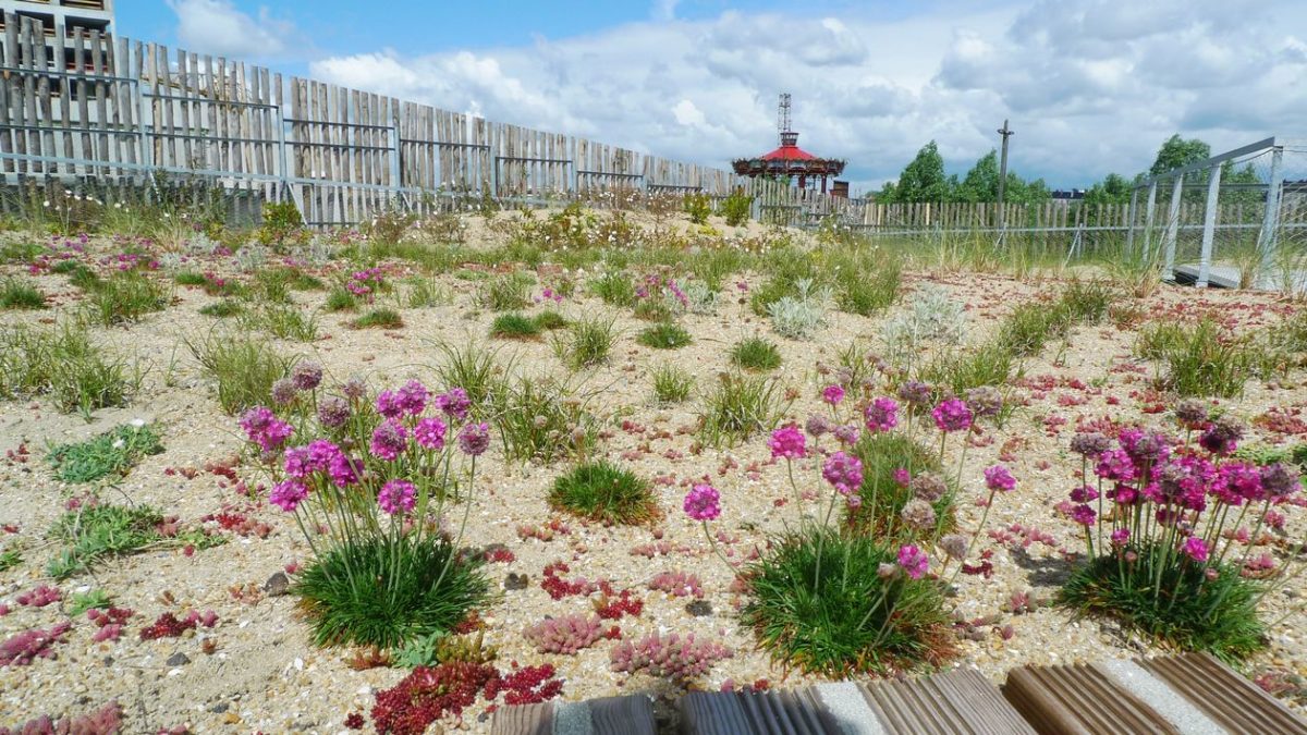 Un bel article sur la toiture jardin du groupe scolaire Aimé Césaire