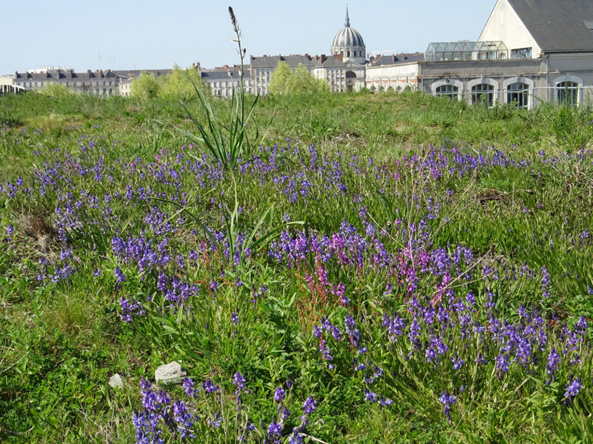 Nouvel article sur la toiture jardin de l’école Aimé Césaire