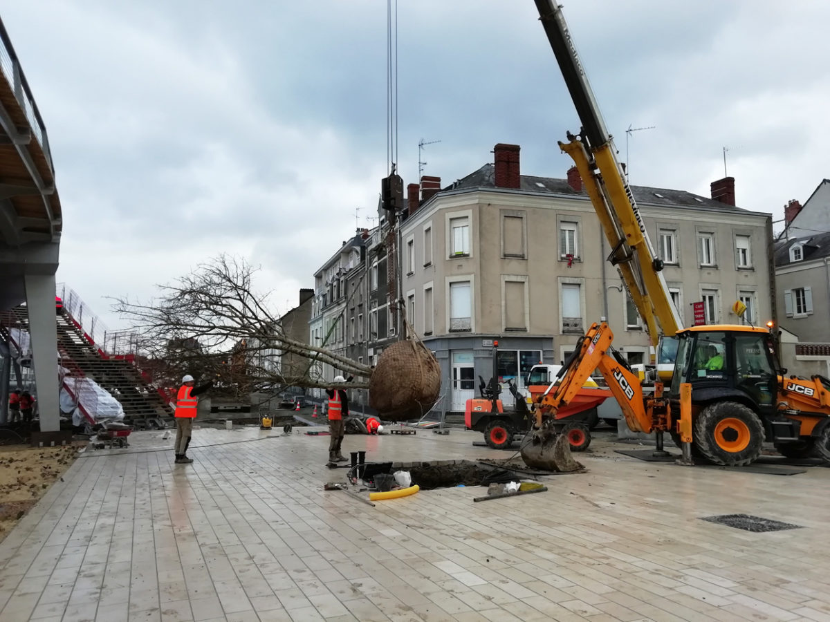 De grands arbres pour la place Giffard Langevin