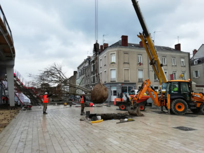 phytolab_Angers-parc-saint-serge-plantation-grand-arbre