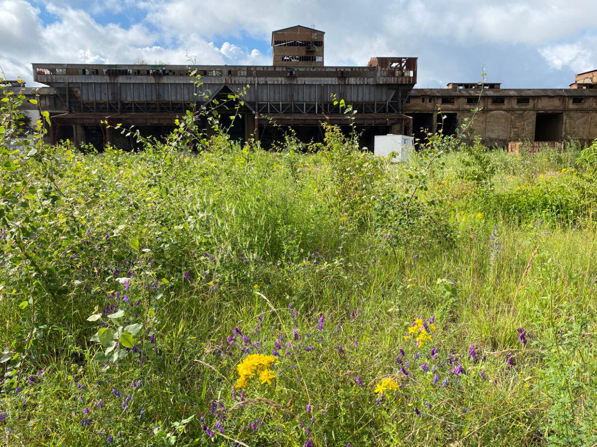 phytolab_Esch-sur-Alzette-juillet2020